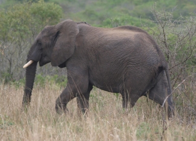 Save elephants