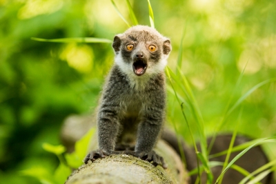 lemur mongoz