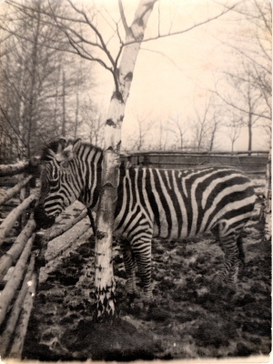 Zebra Böhmova (rok 1956)
