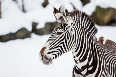 Zebra Grévyho (zima 2015)