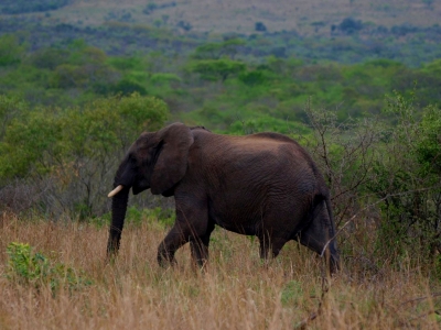 slon africký