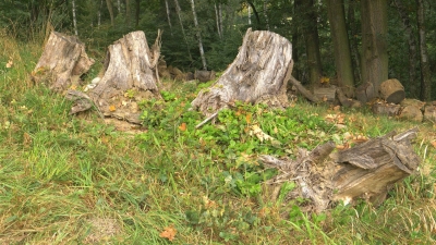 ještěrkoviště