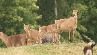 nilgau