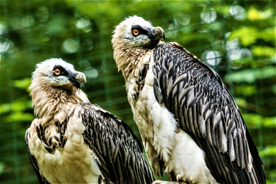 Dumni rodzice v Zoo Ostrava