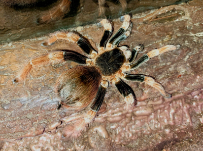 ptasznik Megaphobema robustum