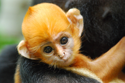 Langur biłozady - młode