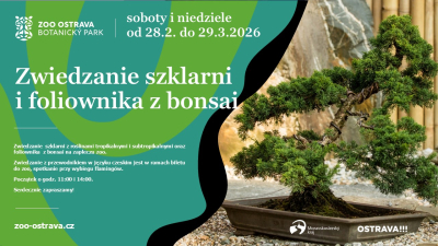 oliwka posadzona w 1928 roku