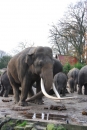 Chovný samec Radza v Zoo Emmen