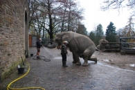 Cvičení slonů v Zoo Wuppertal