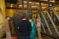 Ultrazvuk březí samice v Zoo Hannover