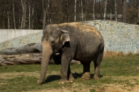samice Jumbo, která nyní žije v zoo v dánském Givskudu