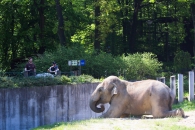15. 5. 2013 Calvin při pravidelném cvičení