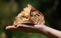 stolička Vishesh