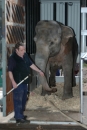 Johti před transportem do Zoo Ostrava