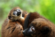 Lemur červenobřichý