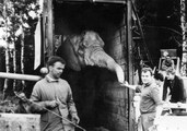 przyjazd słonia Petra do Ostrawy, 1965 r.