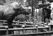 nosorożce białe w zoo żyli w latach 1974 - 2010