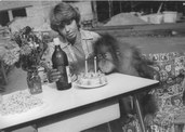 orangutan Bimbo świętuje urodziny