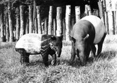Największym sukcesem 1983 r. były urodziny tapira malajskiego - drugiego urodzonego na terenie dawnej Czechosłowacji.