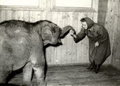 słoń Pepík z O.Vítkovą w Zoo w dzielnicy Kunčičky