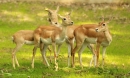 sambar - samica