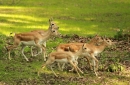 samica z pierwszym młodym urodzonym w Zoo Ostrava