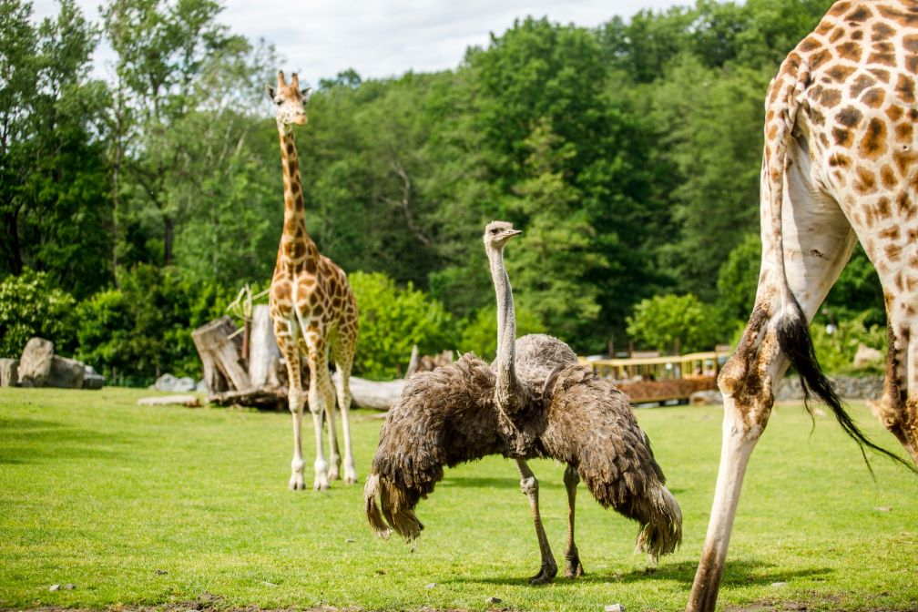 Jak dlouho trva prohlidka zoo Ostrava?