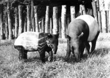 Největším chovatelským úspěchem r. 1983 byl odchov tapíra čabrakového, tento druh se v Ostravě rozmnožil podruhé.