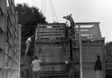 Transport žirafy Rothschildovy (r. 1987).