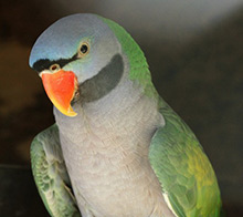 Aviary of Derbyan Parakeets