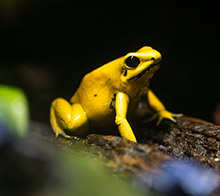 Amphibiarium