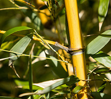 Bambusy i trawy ozdobne