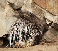 Porcupines