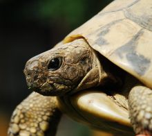 Summer Exhibition of Turtles