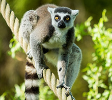 Ráj lemurů