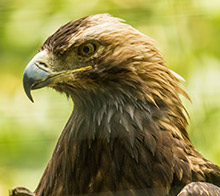 Eastern Imperial Eagles