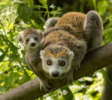 Lemur Islands
