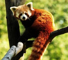 Red Pandas