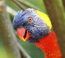 Birds of Papua