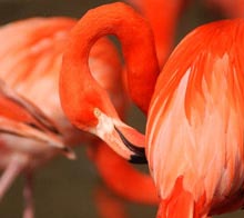 Flamingos