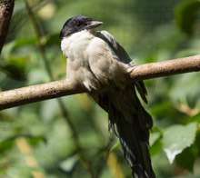 Birds of Tibet and China