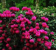 Rhododendrons