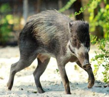 Wisayan Warty Pigs