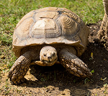 African spurred tortoise